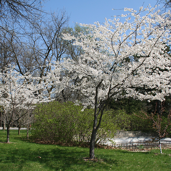 American plum tree